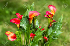 We did not find results for: Big Calla Lily Google Search