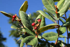 Image result for Psorospermum febrifugum