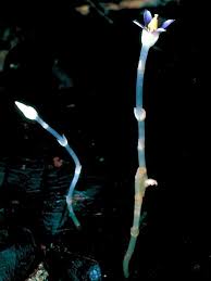 Image result for Exacum oldenlandioides