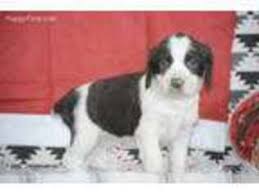 Breeding english springer spaniels with integrity. Puppyfinder Com English Springer Spaniel Puppies Puppies For Sale Near Me In Iowa Usa Page 1 Displays 10