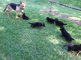 Hips and elbows dysplasia certified. For Sale Shepherd Country