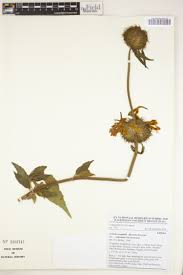 Image result for Achyrospermum schimperi