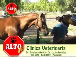 Avtil 1 gramo/litrodía 4, 5: Vacunacion Equina Plan Sanitario Youtube