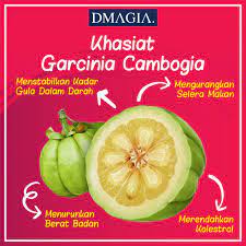 It thrives in the moist forests and is sometimes referred to as the. Apa Itu Garcinia Cambogia Dmagia Diet Mealz Cleanz Facebook