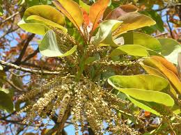 Image result for Terminalia bellirica
