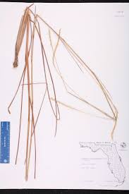 Image result for Elionurus tripsacoides