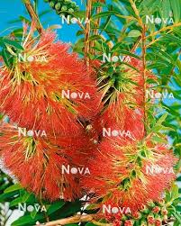 Image result for Melaleuca hypericifolia