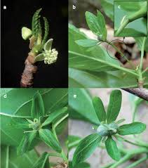 Image result for Paranecepsia alchorneifolia
