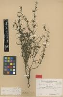 Image result for Oldenlandia fastigiata