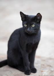 For those who still need ideas, there are over a find the perfect male kitten names with our collection of 500+ popular & unique male cat names. 250 Best Black Cat Names That Are Just Plain Brilliant Ideas For Names