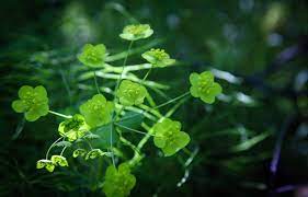 What Is Bupleurum And What Are Its Benefits Acuatlanta Store News
