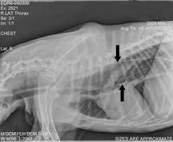Megaesophagus may be present at birth and become apparent shortly after weaning, or it can be acquired later in life. 50 Canine Megaesophagus Ideas Canine Bailey Chairs Bailey Chair For Dogs