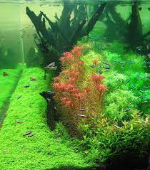 Soo Beautiful Awesome Amount Of Healthy Cardinal Tetras Nature Aquarium Fish Tank Plants Aquarium Fish