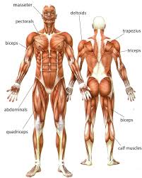 List of skeletal muscles of the human body. Muscles Of The Upper Body Modernheal Com