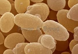 Yeast Cell Budding Google Search Science Images Yeast Cell