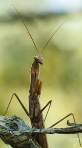 Interview Mit Frau Mantis Einer Gottesanbeterin Mit Bildern Gottesanbeterin Naturgarten Gartentipps