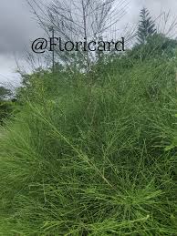Image result for Casuarina junghuhniana