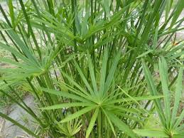 Image result for Cyperus zollingeri