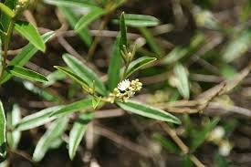 Image result for Croton polytrichus