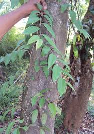 Image result for Embelia libeniana