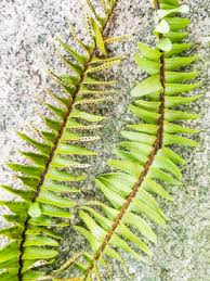 Image result for Blechnaceae