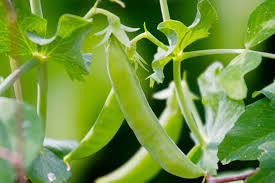 Roasted kale chips are about to become a thing of the past. Growing Sugar Snap Peas Bbc Gardeners World Magazine