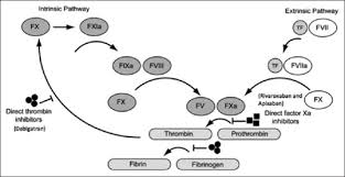 What is the mechanism of action of warf… why is it that inr should not be checke… what is the order in which coagulation… why does the patient have a 'paradoxica… warfarin causes reduced amounts of vitamin k hydroquinone in h… the inr is most sensitive to the levels of fviii. Beyond Warfarin The Advent Of New Oral Anticoagulants Abstract Europe Pmc