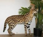 How do servals differ from savannah cats? - Quora