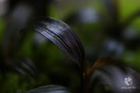 Image result for Dicoma galpinii