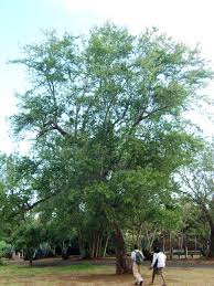 Image result for Pithecellobium dulce