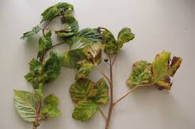 With both types of red raspberries, the canes. Aphids Rhs Gardening
