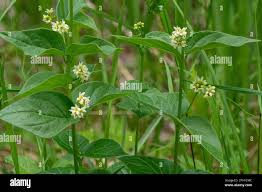 Image result for Vincetoxicum