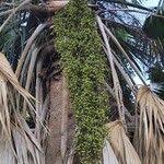 Image result for Sabal domingensis