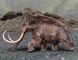 Imperial mammoth (mammuthus imperator) males weighed over 10 tons, and some songhua river mammoths of northern china (mammuthus sungari) may have tipped the scales at 15 tons. Artstation Woolly Mammoth Midnight Stories