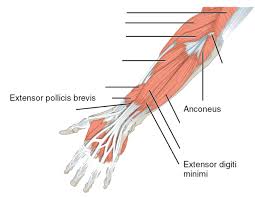 Body is erect, feet together, palms face forward and the thumbs point away from the body. Anatomical Orientation And Directions Human Anatomy And Physiology Lab Bsb 141