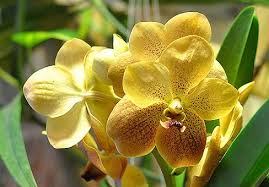 Van da joined the east village's growing hub of interesting vietnamese restaurants three months ago. Penjagaan Vanda Orchid Photo 314167 Info
