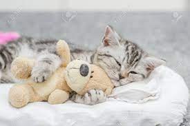 All kitten littermates with mom. Cute Baby Kitten Sleeping With Toy Bear Stock Photo Picture And Royalty Free Image Image 103154336