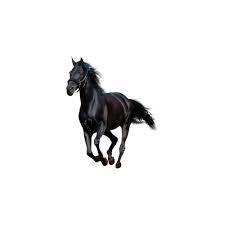 38 Png Liked On Polyvore Featuring Animals Horses Backgrounds Art And Fillers Horses Black Horse Animals