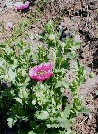 Poppies take a long time to establish. Papaver Somniferum