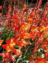 Image result for Gladiolus dalenii