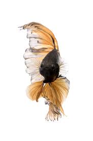 Autumn Leaves Capture The Moving Moment Of Yellow Siamese Fighting Fish Isolated On White Background Betta Fish Betta Fish Betta Betta Fish Tank