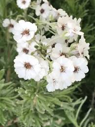 Image result for Pentarrhinum abyssinicum