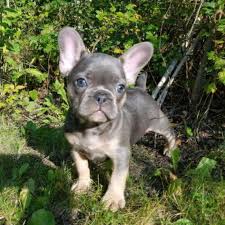 Texas french bulldog breeders offering healthy quality colorful blue frenchie puppies, chocolate, fawn, lilac frenchbulldog puppies to approved homes. French Bulldog Puppies For Sale Flower Mound Tx French Bulldog Puppies Bulldog Puppies Bulldog Puppies For Sale