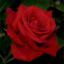 Maybe you would like to learn more about one of these? Drop Dead Red Floribunda Rose Floribunda Roses Edmunds Roses