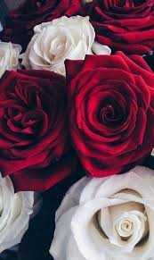 don t wait life goes faster than you think beautiful rose flowers red and white roses beautiful roses