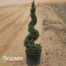 Image result for spiral cut juniper trees