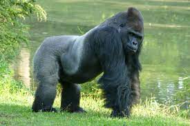 Hier können sie ihre tageskarten für den zoologischen garten saarbrücken online erwerben. Neuer Gorilla Im Zoo Zoologischer Garten