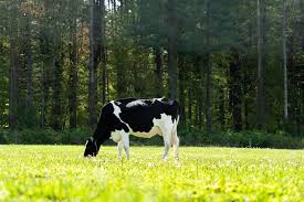Loca Vore: Meet the award-winning cows at Arethusa Farm in Litchfield |  Republican American Archives