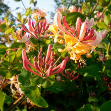 Common farm flowers artisan florist & flower farmer, somerset, uk. 6 Easy Climbing Plants For Your Garden