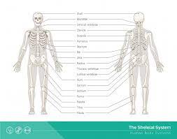 Skeletal System Definition Function And Parts Biology Dictionary